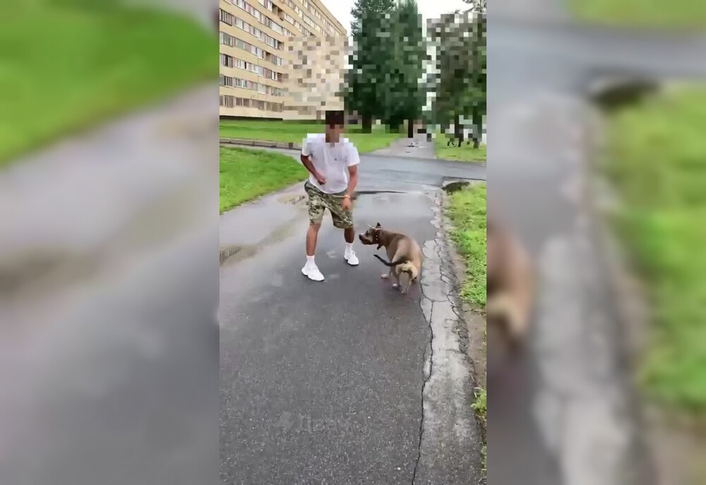 Прохожий попытался натравить пса на незнакомца в Санкт-Петербурге