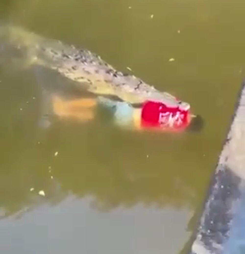 Футболиста из Коста-Рики сожрал крокодил
