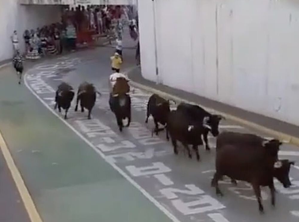 Посетителям фестиваля пришлось спасаться бегством от случайно выпущенных быков 