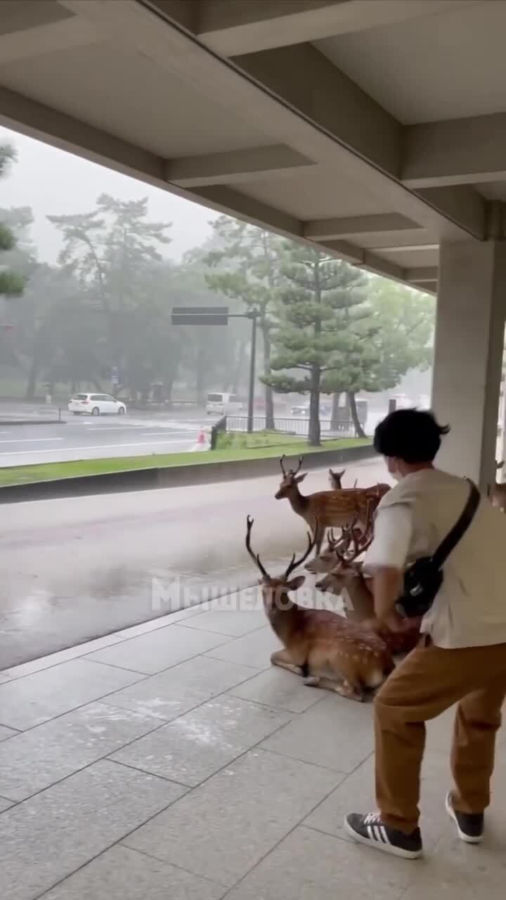 автобусная остановка в японском Нара во время дождя 