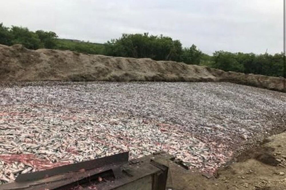 Тонны потрошеной красной рыбы нашли на камчатской свалке