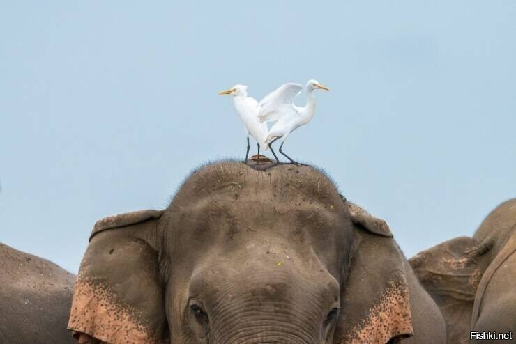 пацаки чатланам на голову сели