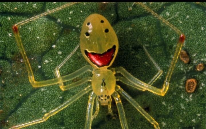 11. Это существо - природный смайлик. Гавайский паук