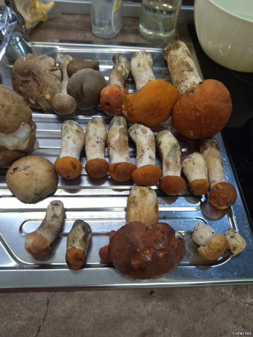 После благодатных дождей,сегодня собрал не много грибов