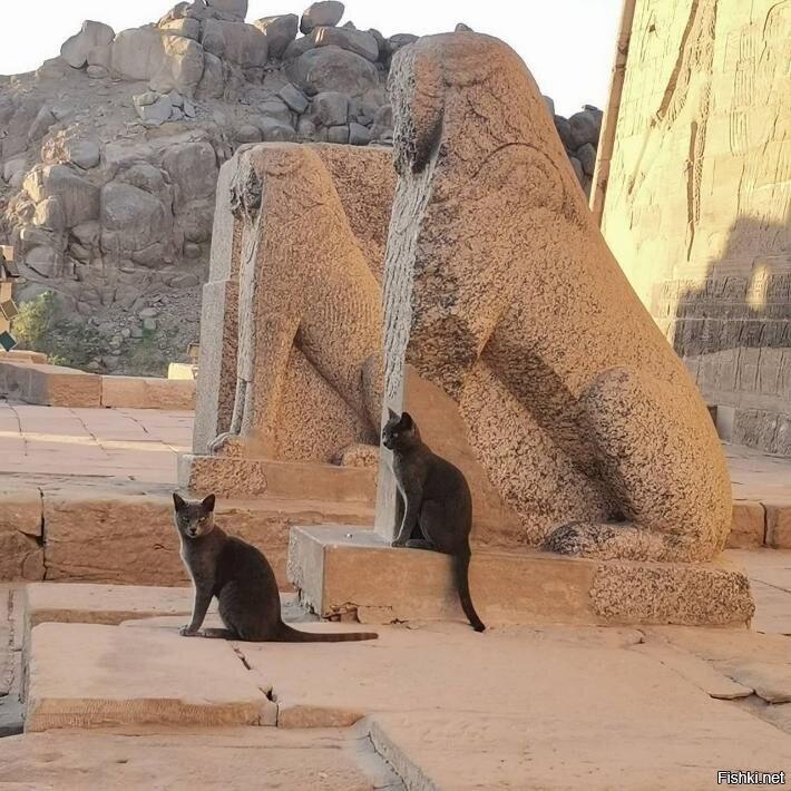 Коты Верхнего Египта
