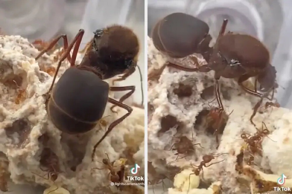 2. Гигантская муравьиная матка