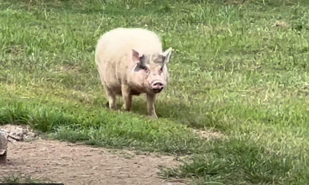 Взволнованная свинья пытается успеть на завтрак