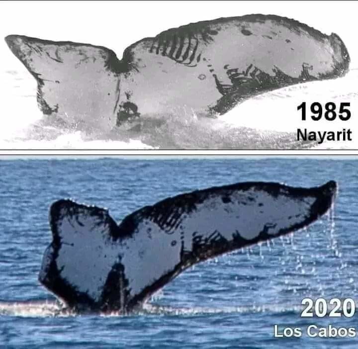 6. Один и тот же кит с разницей в 35 лет! Оба снимка сделаны у берегов Мексики. Последний снимок датируется 2020 годом, а первый - 1985 годом.
