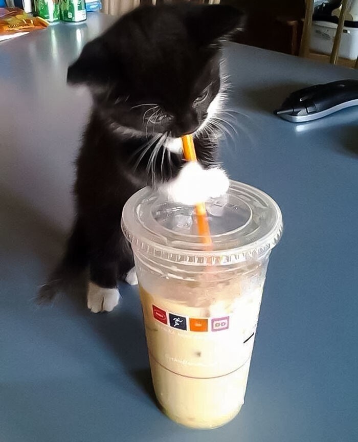 13. "А кошки разве любят кофе?"