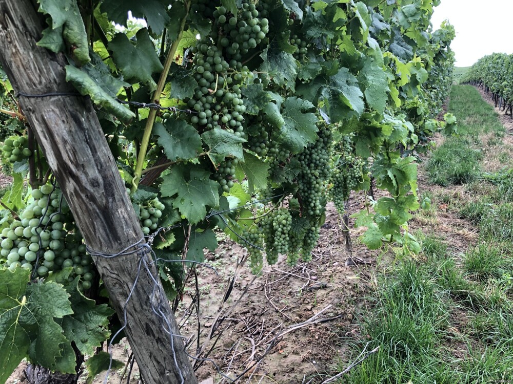 Виноград созревает и довольно много, виноделы готовятся к знатному урожаю