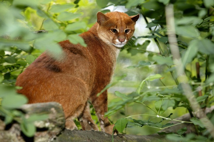 Самая неправильная кошка