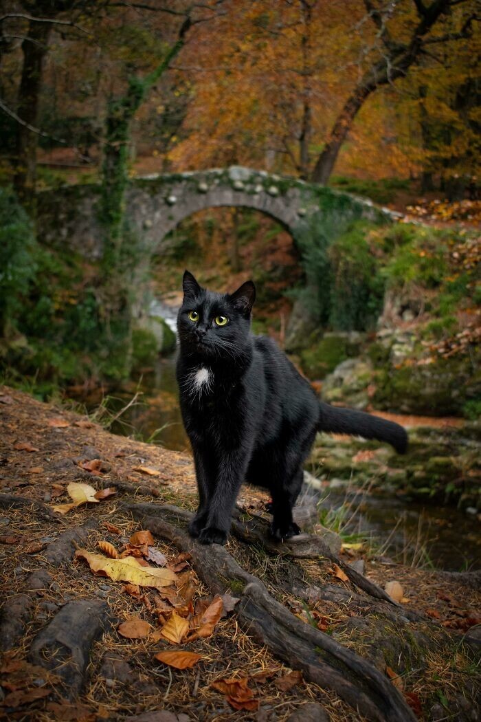 3. Кошка в парке Толимор Форест, Ирландия