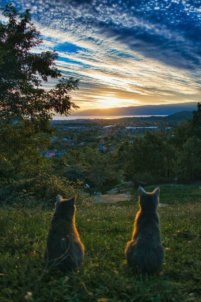 1. "Сфоткал, как мои кошки наблюдают за закатом"