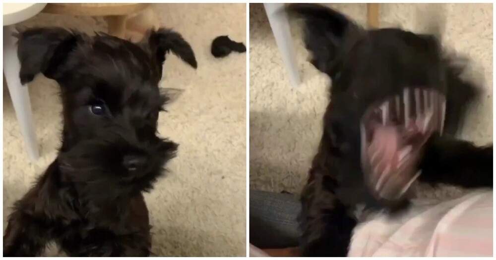 Забавная реакция пса на фен