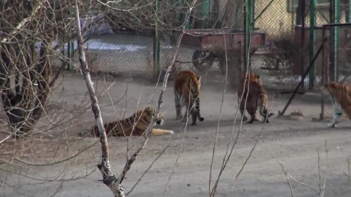 Амурский тигр зашел в гости к бенгальским родственникам 