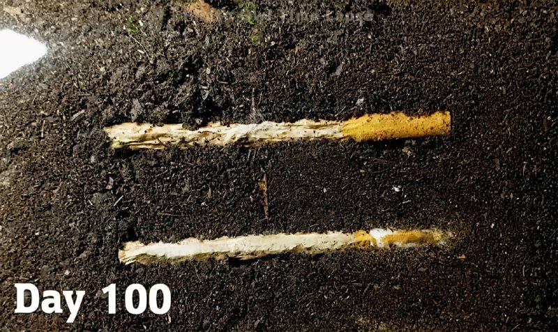Фотограф из США показал, что происходит с сигаретами в почве