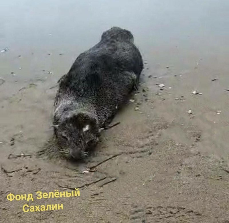 На Сахалине нетрезвые туристы отхлестали мёртвой рыбой морского котика