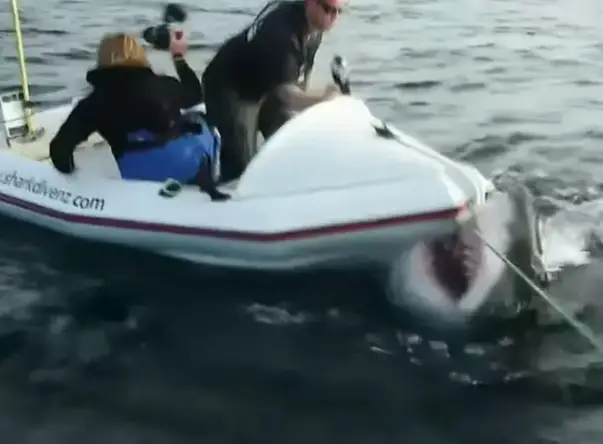 11. Акула напала на съёмочную группу