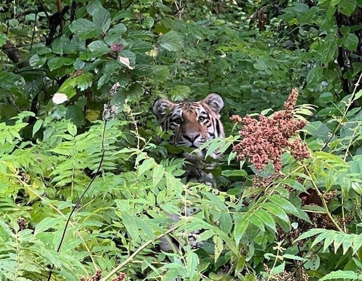 В Приморье из-за наводнения из леса вышли тигры