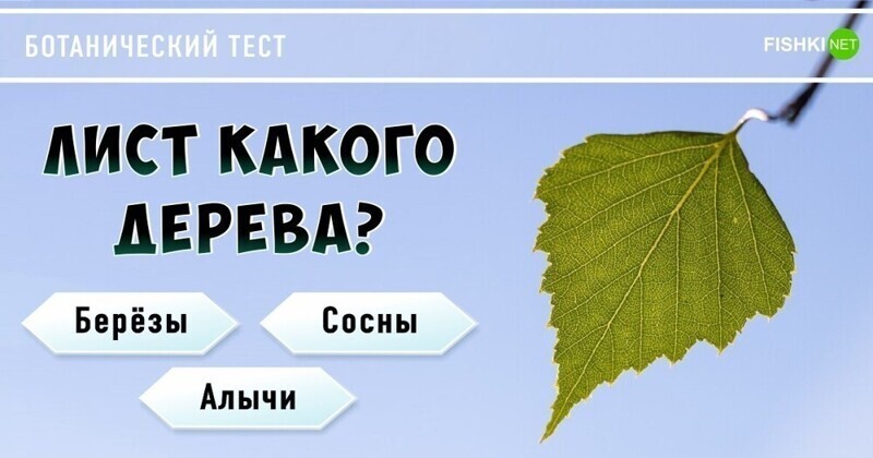 Ботанический тест: определите дерево по листве