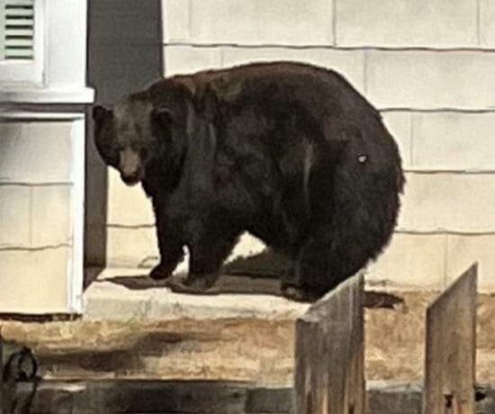 Тучная медведица ворвалась в 20 домов и своровала еду