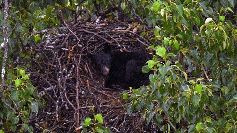 Медведь решил поспать в орлином гнезде