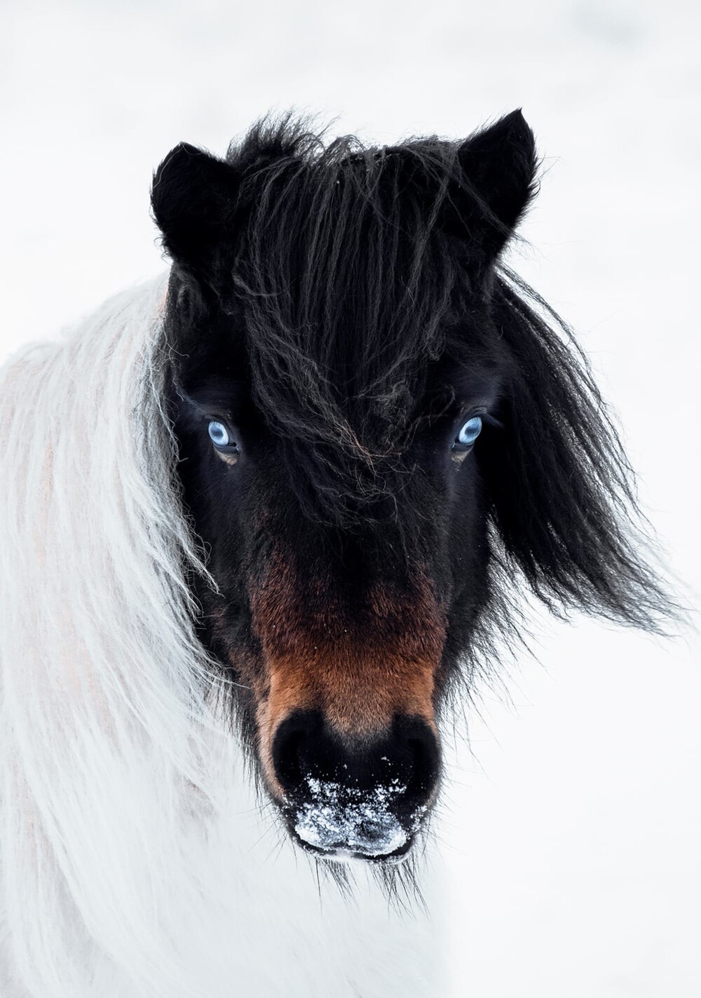 5. Лошадь с голубыми глазами