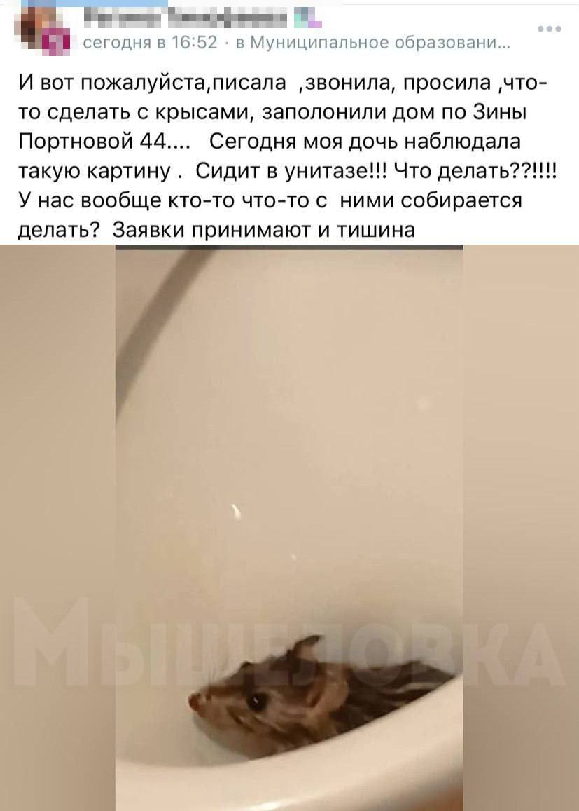 Крыса выскочила из туалета, когда на нём сидела девушка