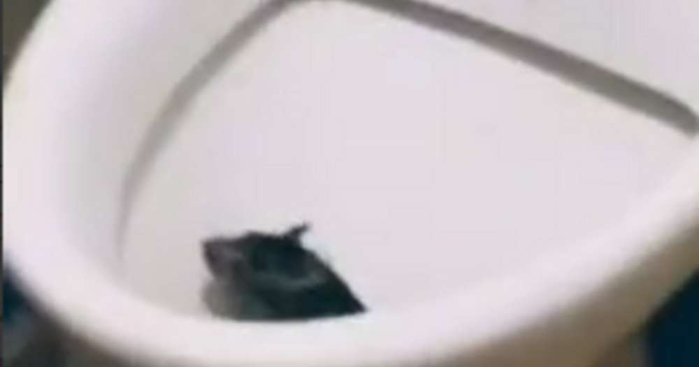 Крыса выскочила из туалета, когда на нём сидела девушка