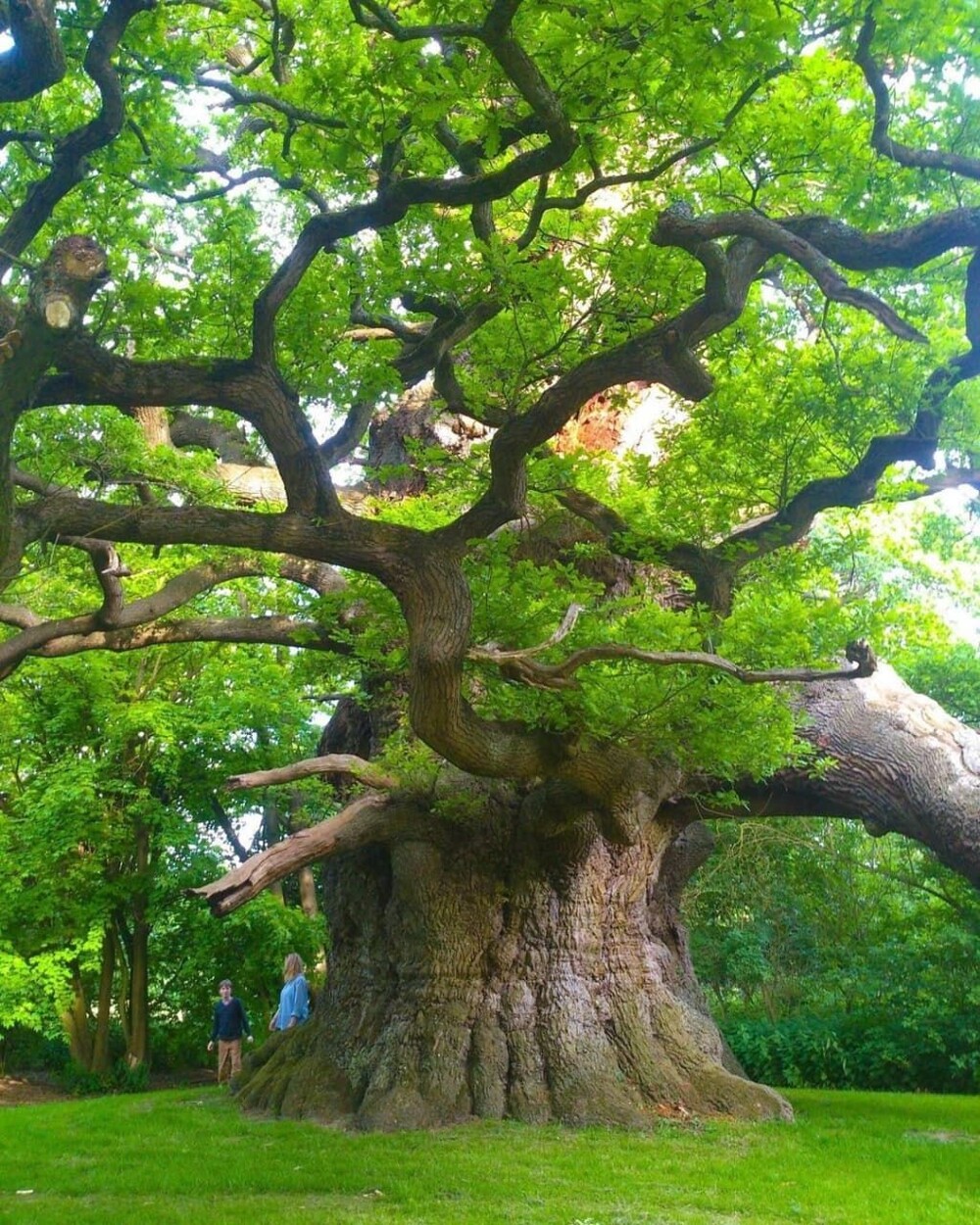 16. 800-летнее дерево, Англия