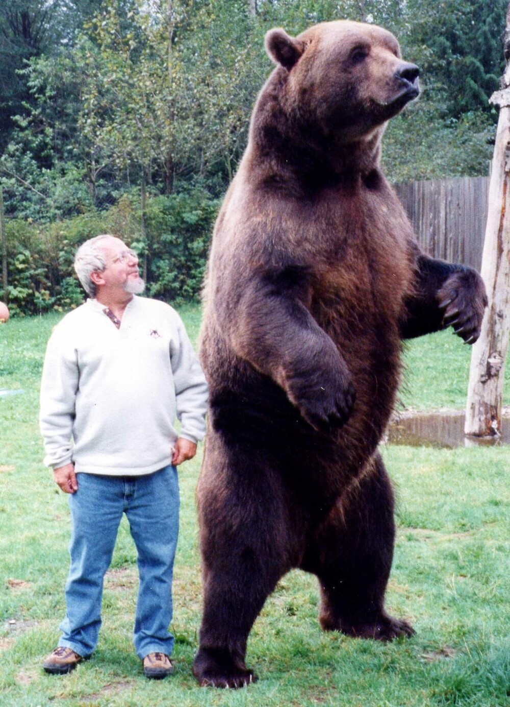 17. Медведь гризли