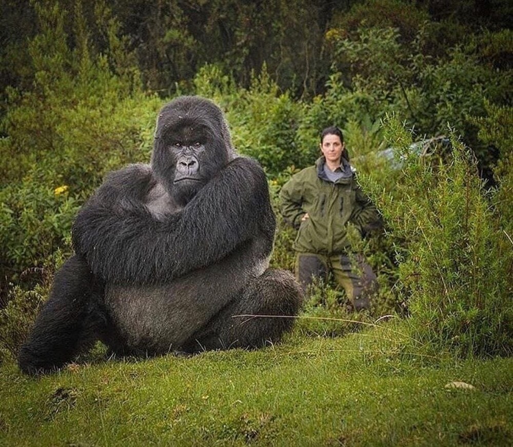 9. Крупный самец гориллы