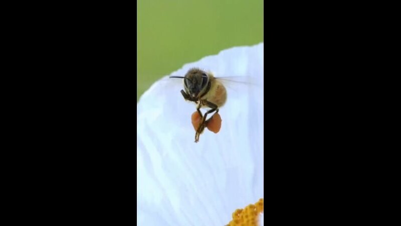 Пчёлка несёт пыльцу 