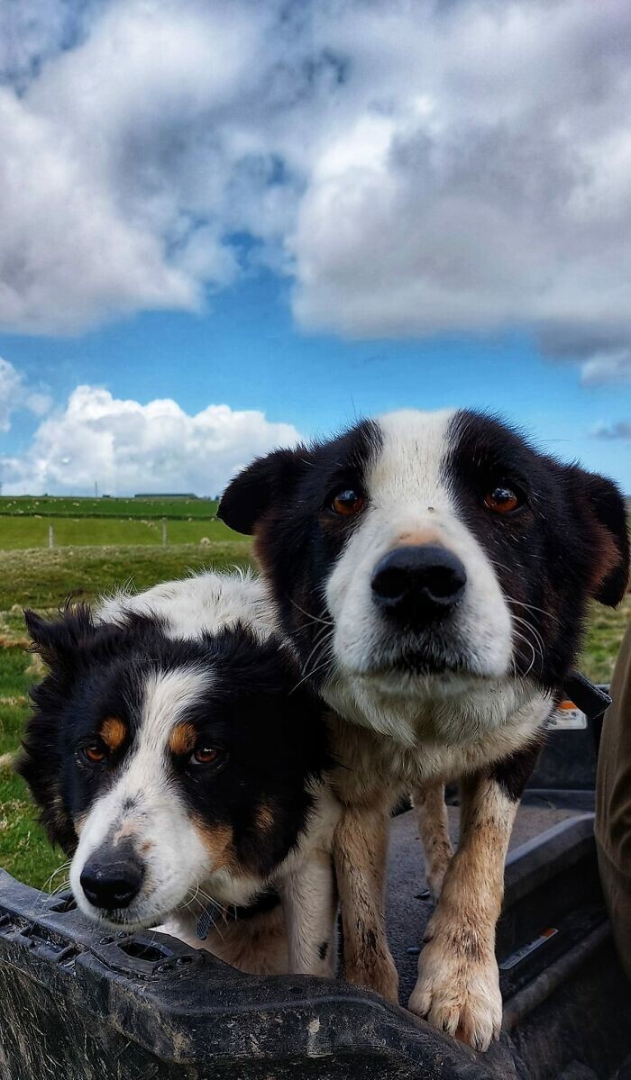 2. Две пастушьих собаки с Шетландских островов, Шотландия