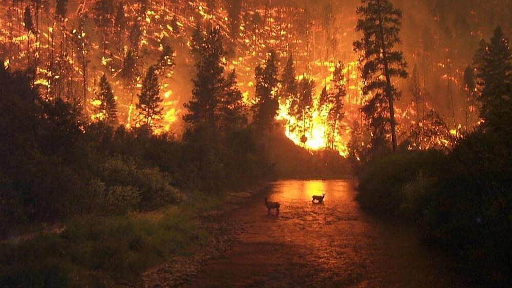 Пожары в Канаде окончательно вышли из-под контроля