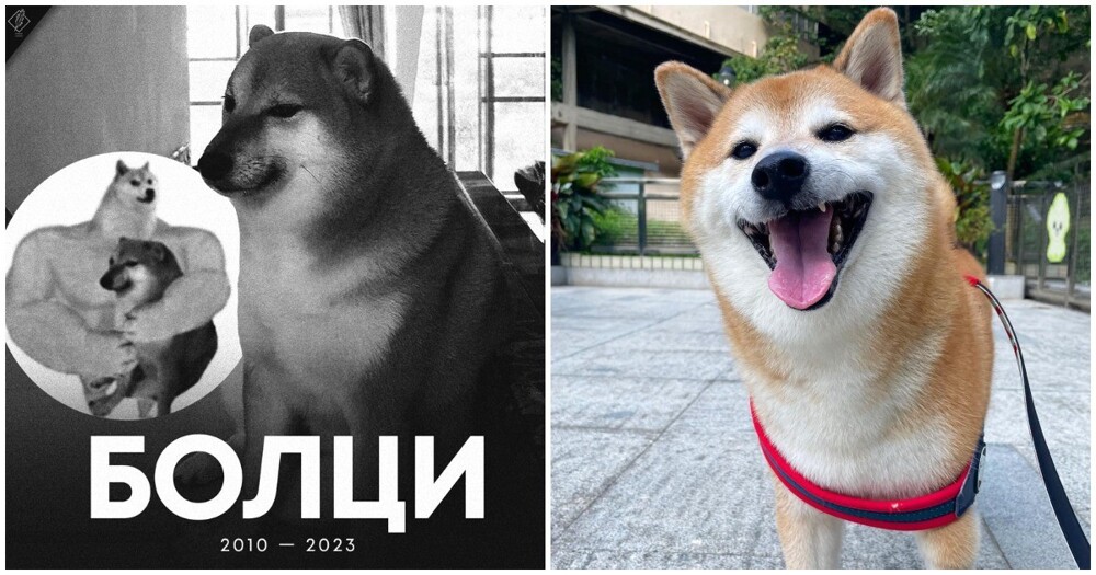 В Гонконге умер знаменитый мемный пёс Чимс