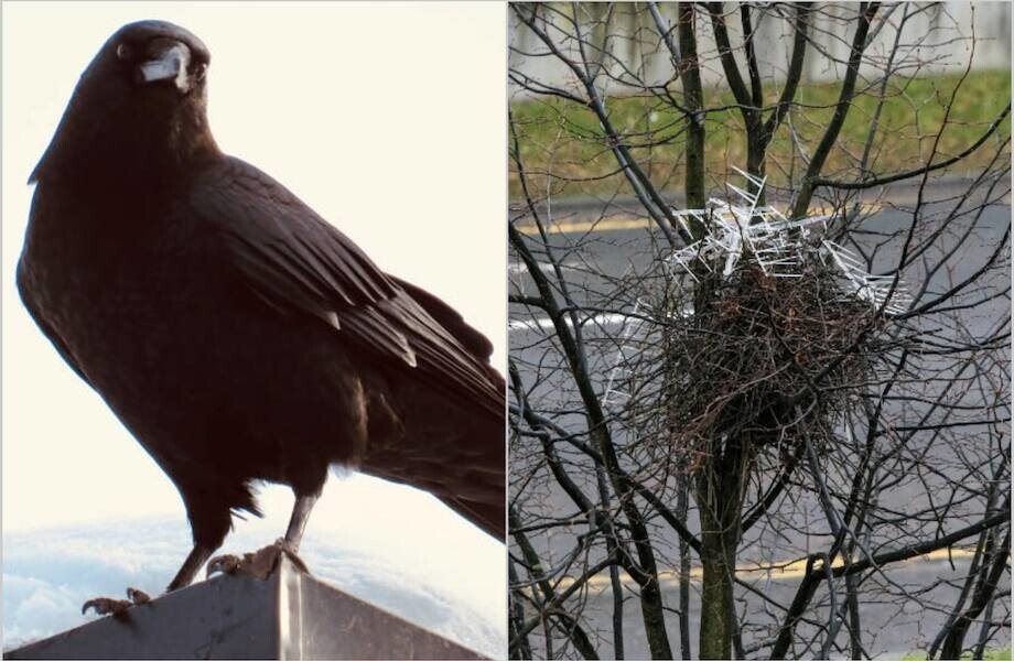 Обхитрили человека: вороны используют противоптичьи шипы, чтобы защитить свои гнезда