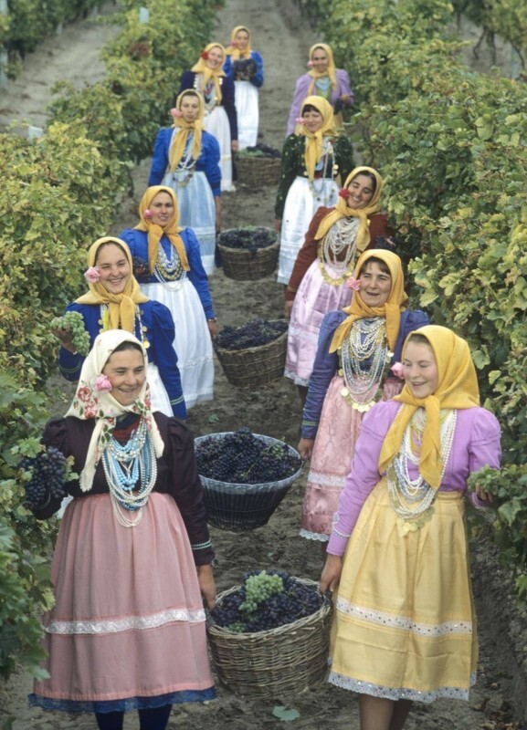 Сбор винограда в Молдавской ССР, 1982 год