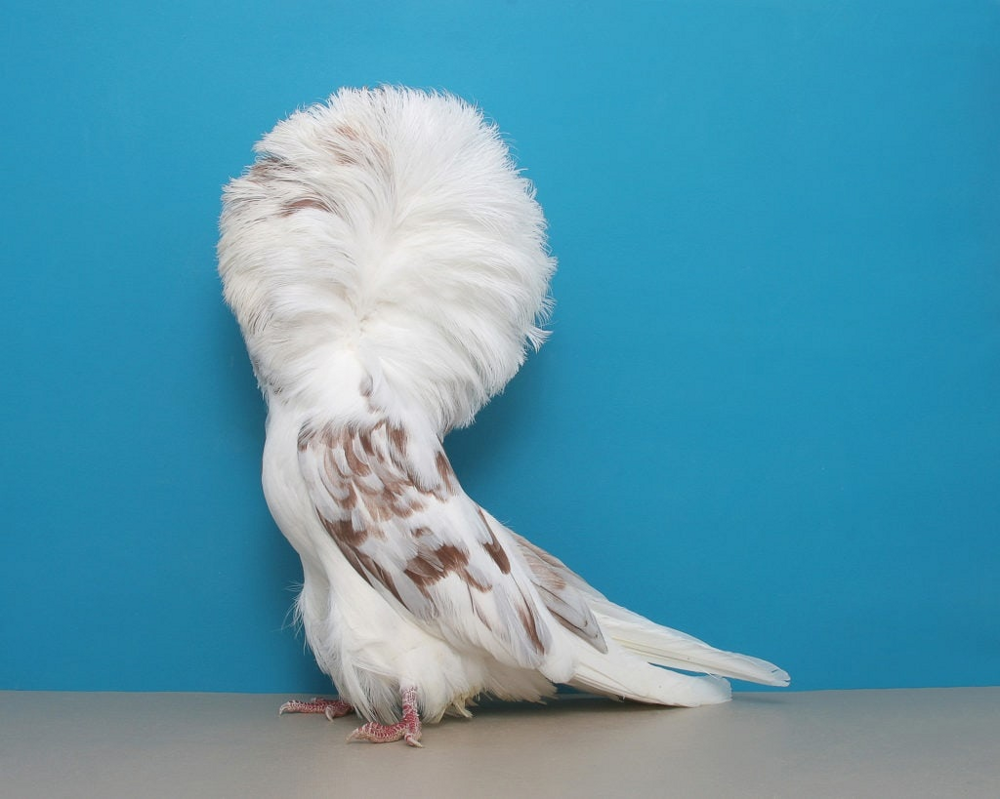 Якобинский голубь: селекция на грани абсурда