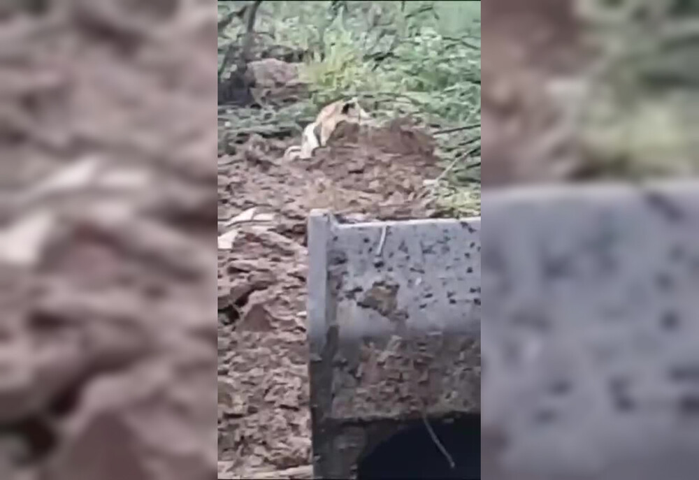 Бесстрашного тигра встретил водитель экскаватора из Приморья