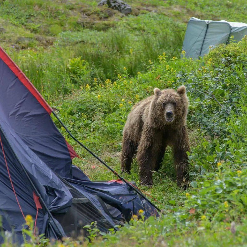 На Камчатке бывает и такое: медведь похозяйничал в лагере у туристов
