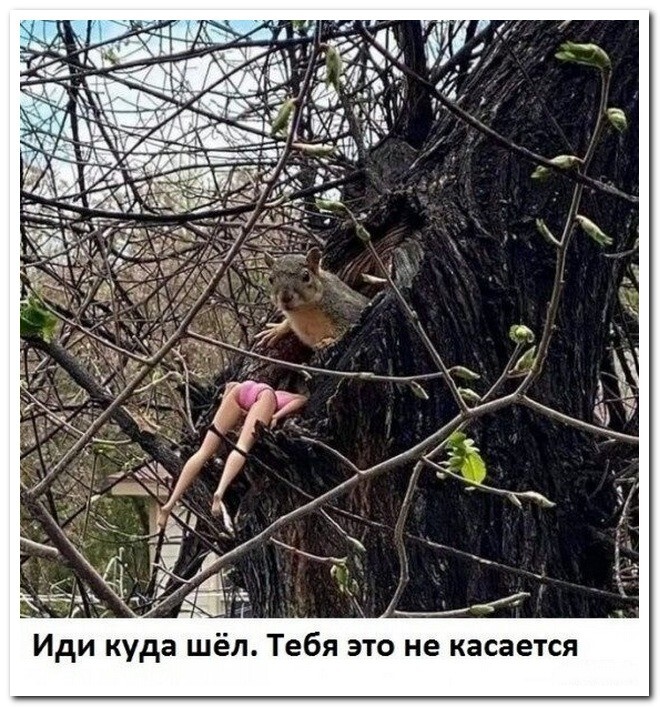 Скрины из соцсетей 