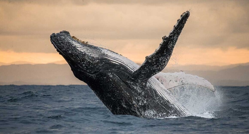 1. По ушной сере китов можно определить их уровень стресса