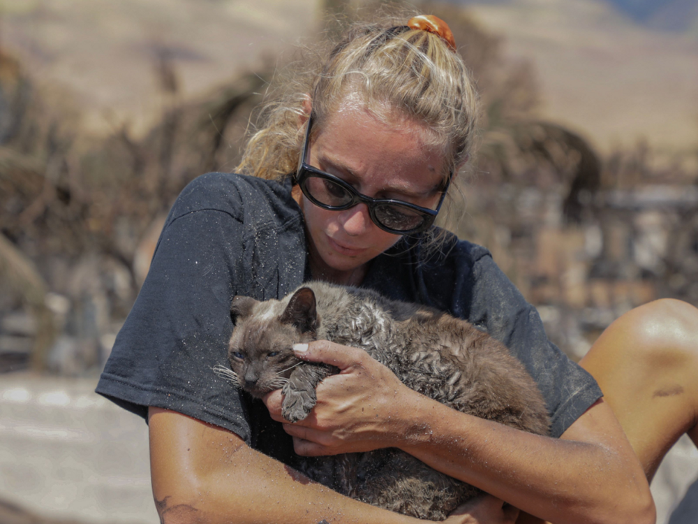 Трогательные кадры спасения животных из пожаров на Гавайях