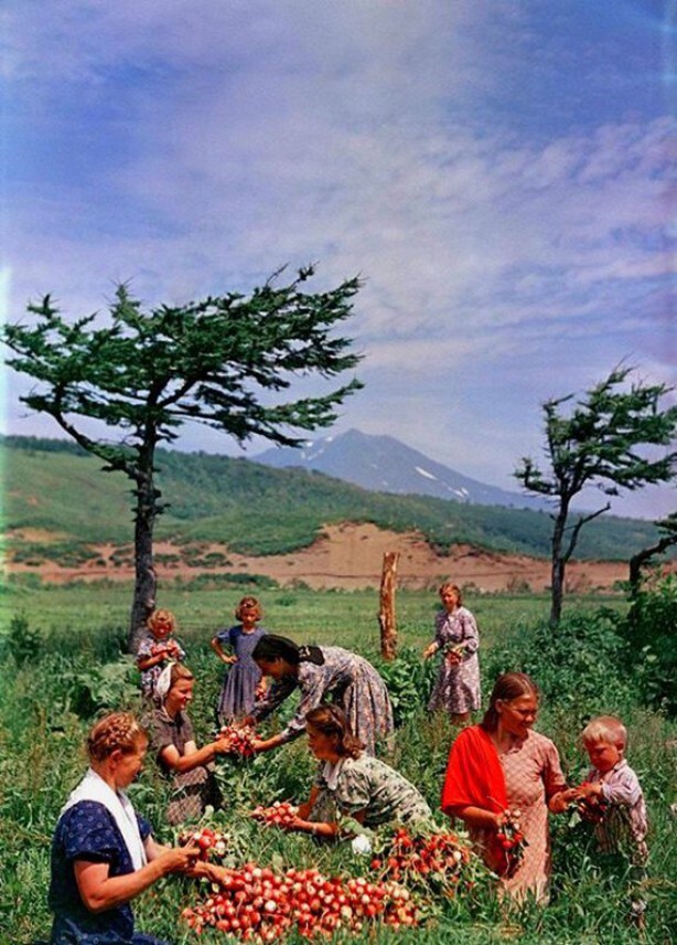 Остров Итуруп, сбор редиски в Курильском совхозе, 1955 год