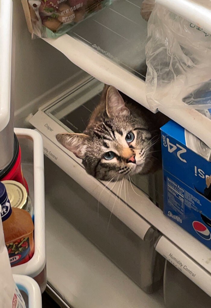 17. «Гуфи любит застревать в холодильнике»