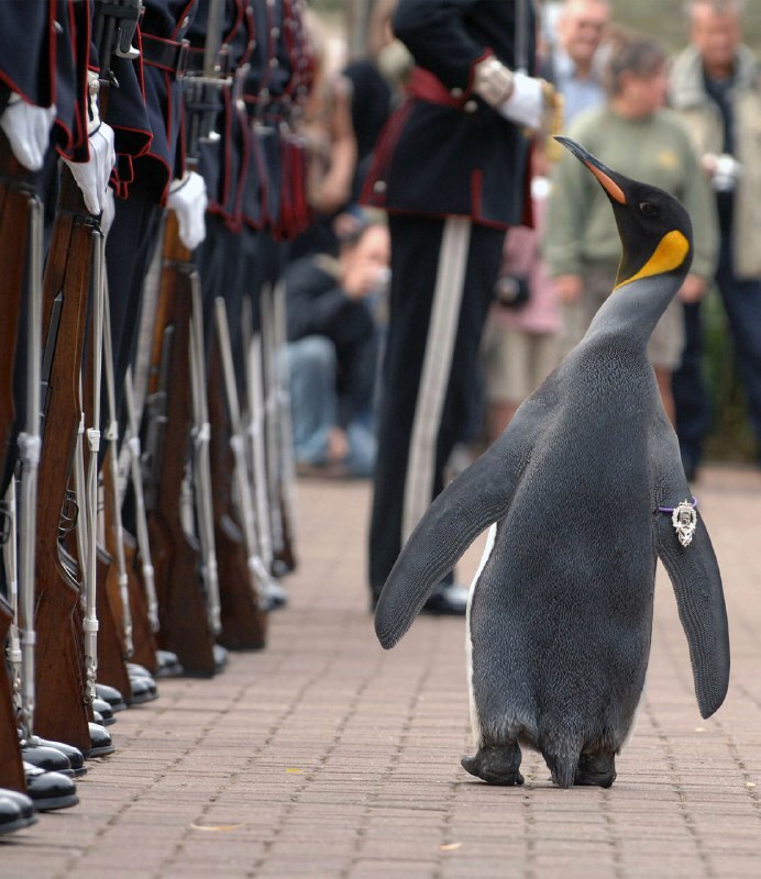 Пингвин дослужился до генерал-майора в норвежской армии