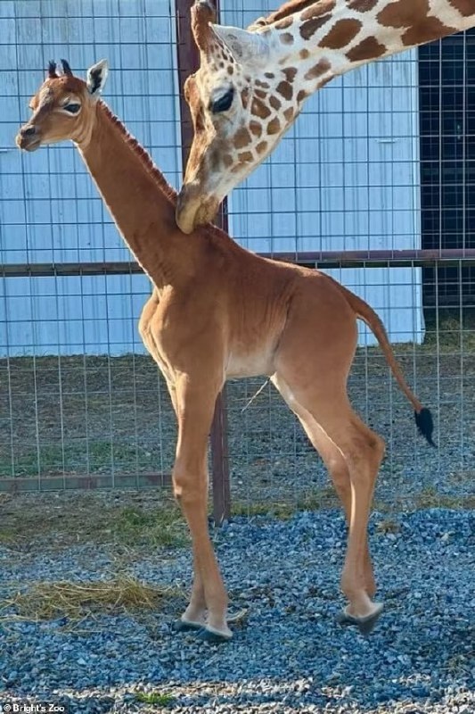 В зоопарке в США родился «безупречный» жираф