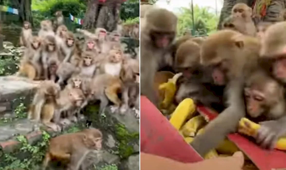 Кормлением полчищ обезьян бананами