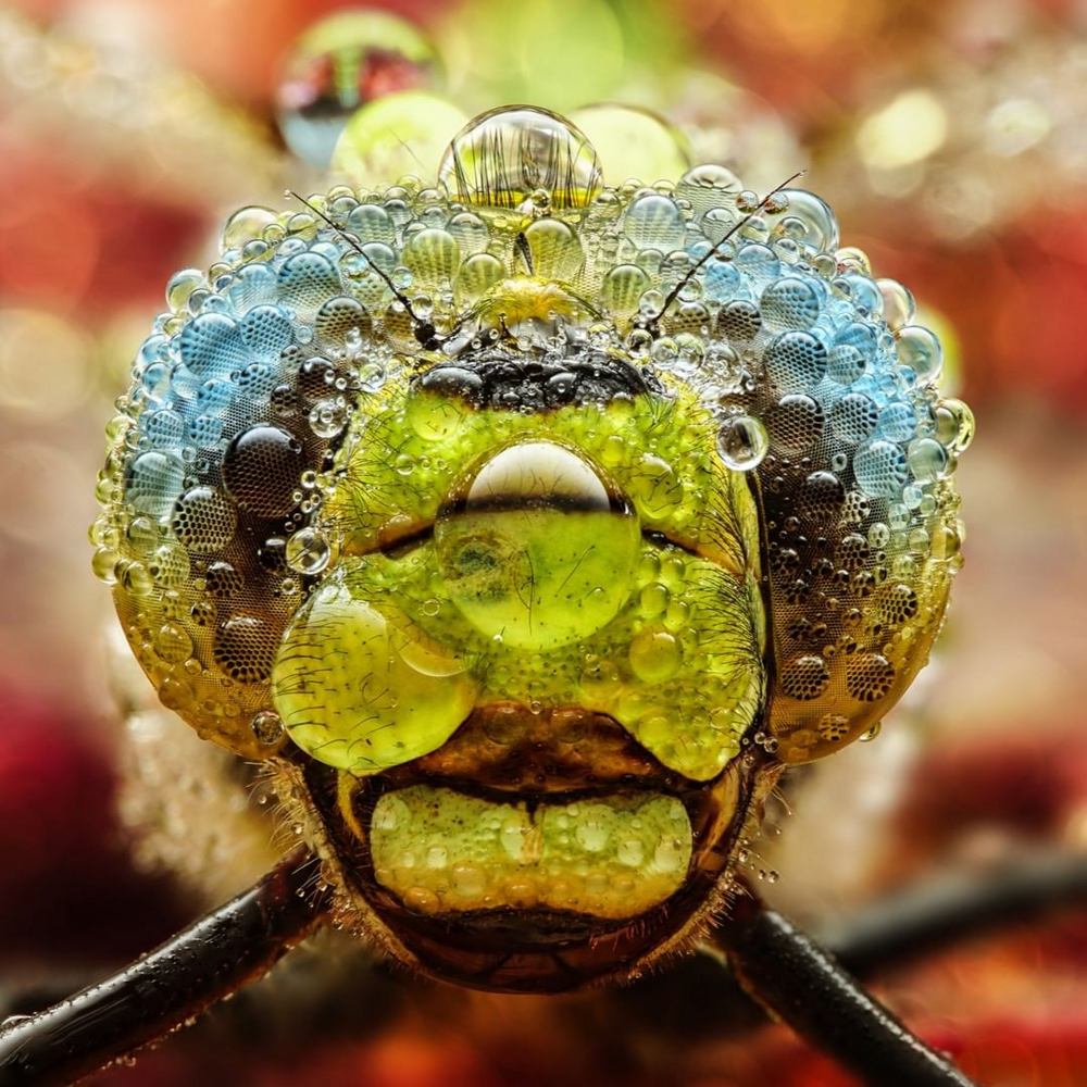 18 макроснимков от немецкого фотографа, который снимает мир насекомых